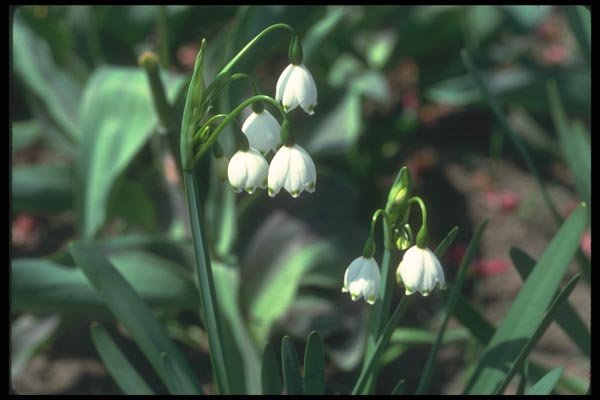 133064 Summer Snowflake, (Leucojum Aestivum) A4 Photo Print