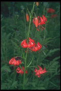 133065 Coral Lily, (Lilium Pulmium) A4 Photo Print