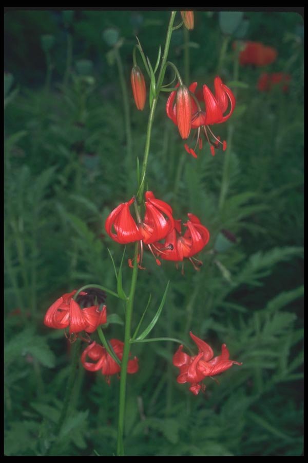 133065 Coral Lily, (Lilium Pulmium) A4 Photo Print