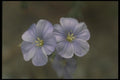 133066 Perrenial Flax, (Linum Perenne) A4 Photo Print