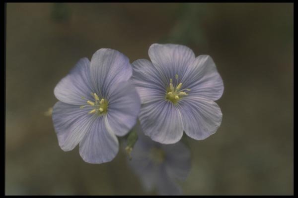 133066 Perrenial Flax, (Linum Perenne) A4 Photo Print