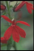 133067 Brightness, (Lobelia Speciosa) A4 Photo Print
