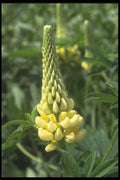 133068 Le Chandelier Lupin, (Lupinus) A4 Photo Print