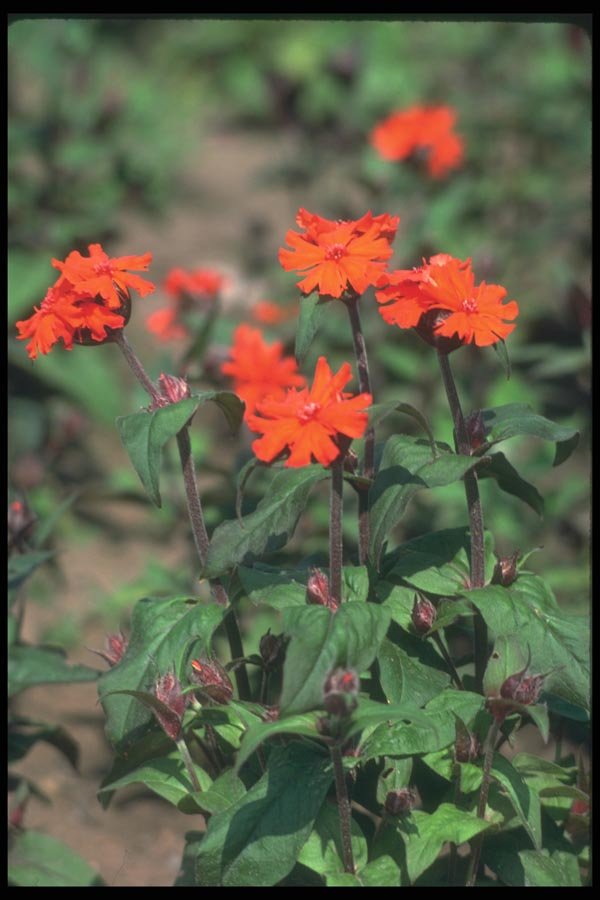 133069 Catchfly, (Lychinis Arkwrightii) A4 Photo Print