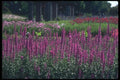 133070 Purple Lossestri, (Lythrum Salicaria) A4 Photo Print