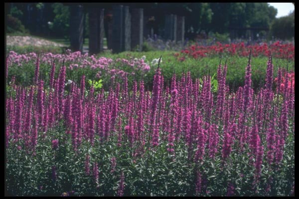133070 Purple Lossestri, (Lythrum Salicaria) A4 Photo Print