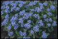 133071 Forget Me Not, (Myosotis Alpestris) A4 Photo Print