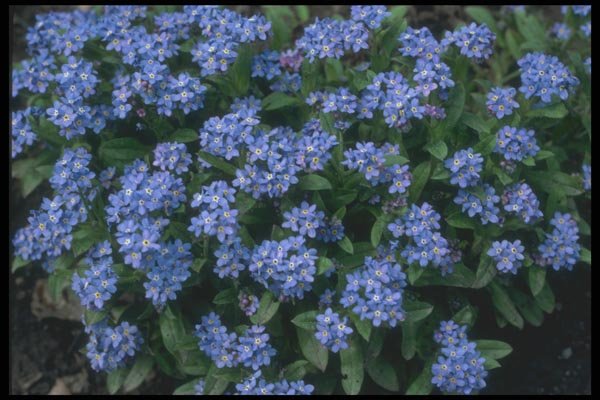 133071 Forget Me Not, (Myosotis Alpestris) A4 Photo Print