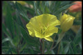 133073 Ozark Sundrops, (Oenothera Macrocarpa) A4 Photo Print