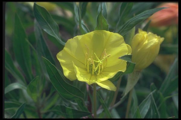 133073 Ozark Sundrops, (Oenothera Macrocarpa) A4 Photo Print