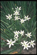 133074 Star Of Bethlehem, (Ornithogalum Umbellatum) A4 Photo Print