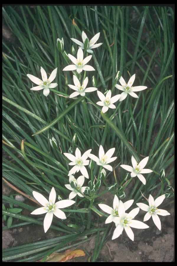 133074 Star Of Bethlehem, (Ornithogalum Umbellatum) A4 Photo Print