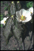 133075 Balloon Flower, (Platycodon Grandiflorus) A4 Photo Print