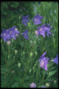 133076 Podophyllum Versipelle A4 Photo Print