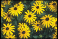 133077 Coneflower, (Rudbeckia) A4 Photo Print