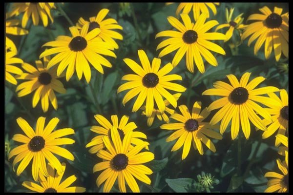 133077 Coneflower, (Rudbeckia) A4 Photo Print