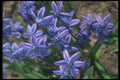 133078 Spring Beauty, (Scilla Sibirica) A4 Photo Print