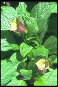 133079 Scopolia Carnioli A4 Photo Print
