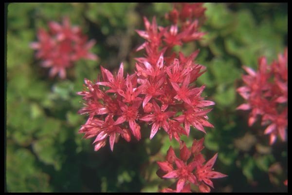 133080 Salmoneum, (Sedum Spurium) A4 Photo Print