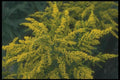 133081 Goldon Rod, (Solidago) A4 Photo Print