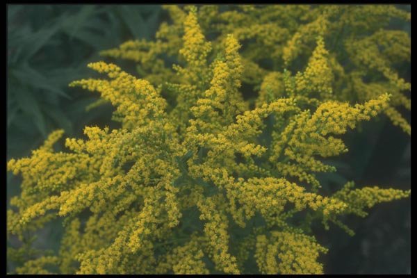 133081 Goldon Rod, (Solidago) A4 Photo Print