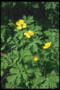133082 Wood Poppy, (Stylophorum) A4 Photo Print