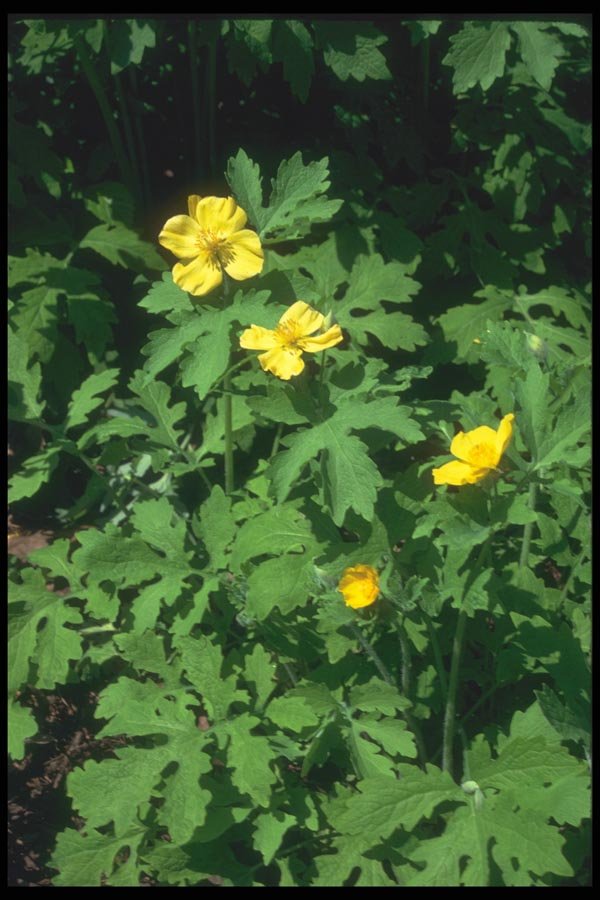 133082 Wood Poppy, (Stylophorum) A4 Photo Print