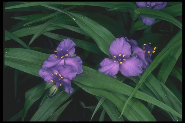 133083 Spider Lily, (Tradescantia Andersonia) A4 Photo Print
