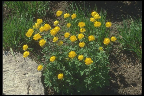 133084 Globe Flower, (Trollius Europaeus) A4 Photo Print