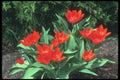 133085 Tulip, (Tulipa Acuminata) A4 Photo Print