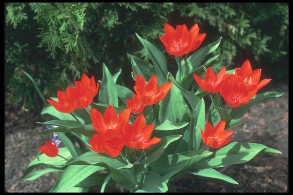 133085 Tulip, (Tulipa Acuminata) A4 Photo Print
