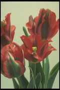 133086 Esperanto, (Tulipo Esperanto) A4 Photo Print