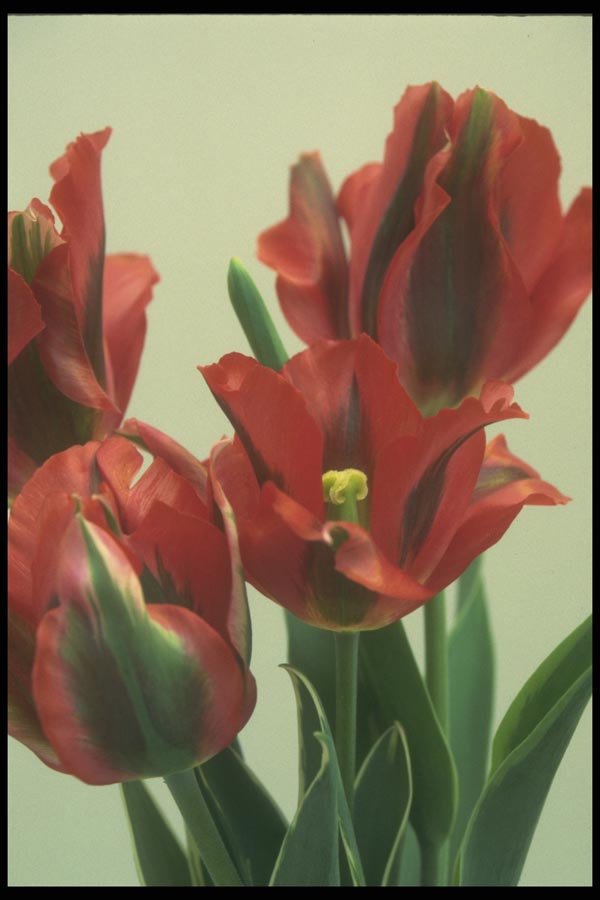 133086 Esperanto, (Tulipo Esperanto) A4 Photo Print