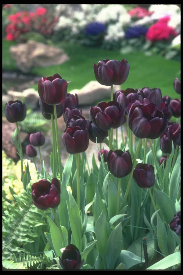 133087 Black Swan Tulip, (Tulipa Gesneriana) A4 Photo Print
