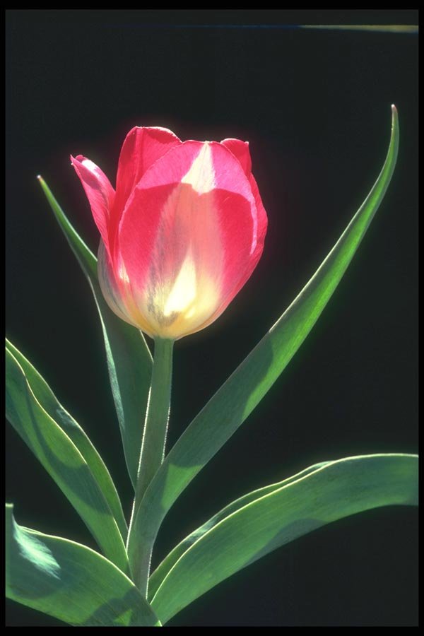 133088 Pink Beauty Tulip, (Tulipa Gesneriana) A4 Photo Print