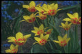 133090 Cesar Frank Tulip, (Tulipa Kaufmanniana) A4 Photo Print