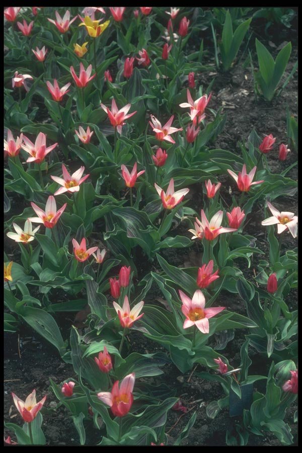133091 Heart's Delight Tulip, (Tulipa Kaufmanniana) A4 Photo Print