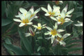 133092 Magnificent Tulip, (Tulipa Kaufmanniana) A4 Photo Print