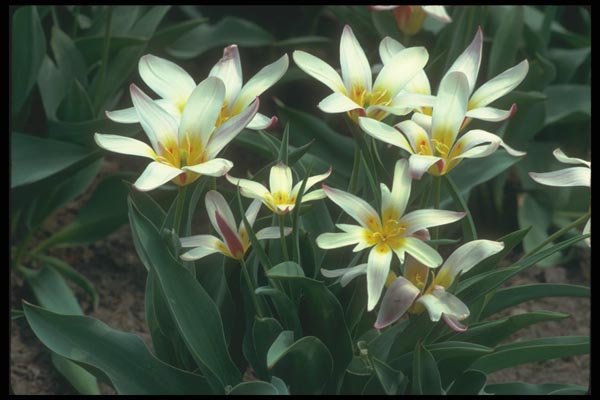 133092 Magnificent Tulip, (Tulipa Kaufmanniana) A4 Photo Print