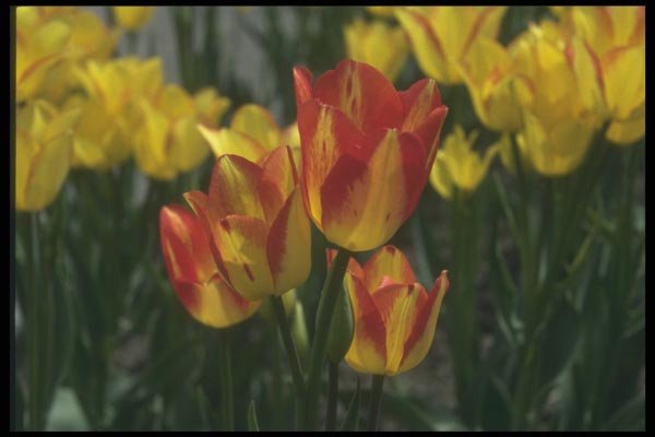 133093 Georgette Tulip, (Tulipa Multoflora) A4 Photo Print