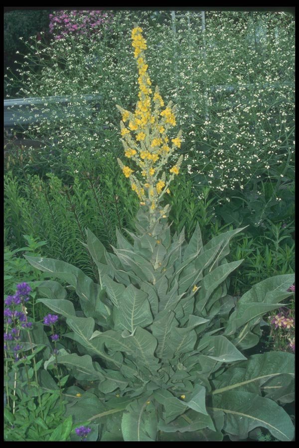 133094 Purple Mullien, (Verbascum Phoeniceum) A4 Photo Print