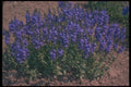 133095 Crater Lake Blue, (Veronica) A4 Photo Print