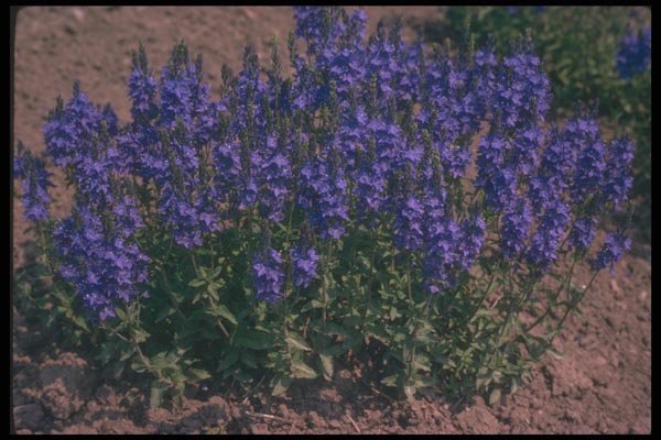 133095 Crater Lake Blue, (Veronica) A4 Photo Print