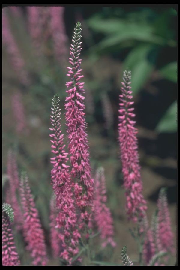 133096 Forma, (Veronica Longifolia) A4 Photo Print