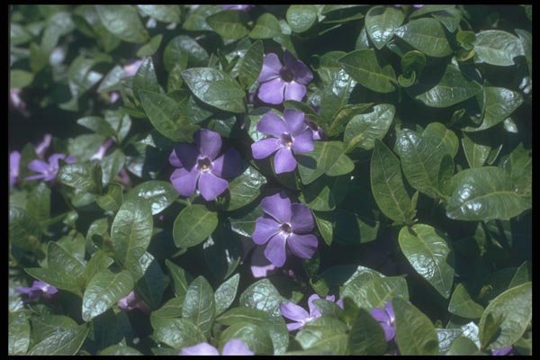 133097 Periwinkle, (Vinca Minor) A4 Photo Print