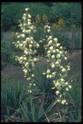 133098 Spoonleaf Yucca, (Yucca Filamentosa) A4 Photo Print