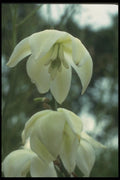 133099 Close up, (Yucca Filamentosa) A4 Photo Print