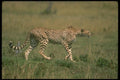 134000 Cheetah Moving Across African Savanna A4 Photo Print