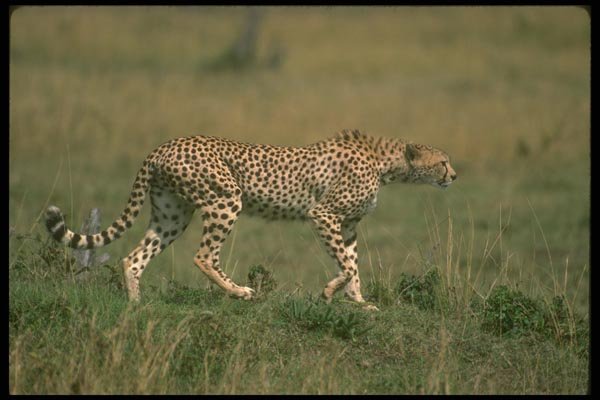 134000 Cheetah Moving Across African Savanna A4 Photo Print