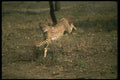 134001 Cheetah Running A4 Photo Print